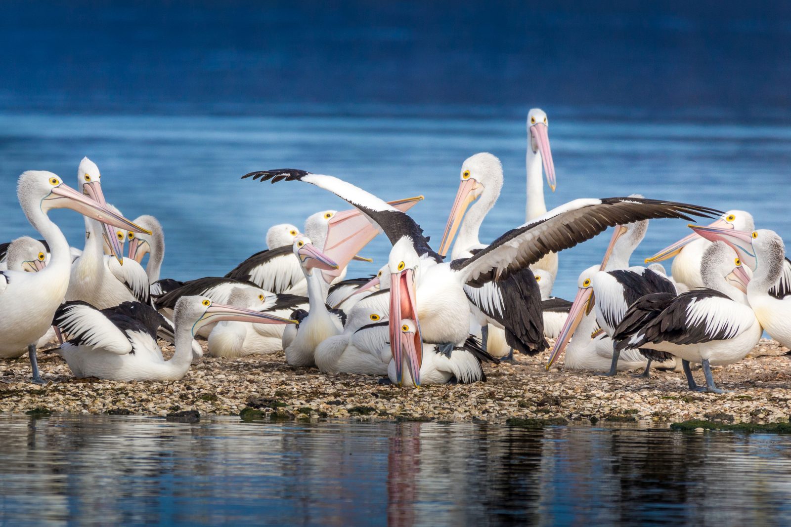 Scholes Phil_Pelicans at play_Cex Nature Photography 2021